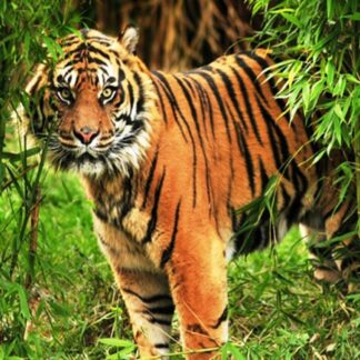 Sundarban Tour 1 Night 2 Days