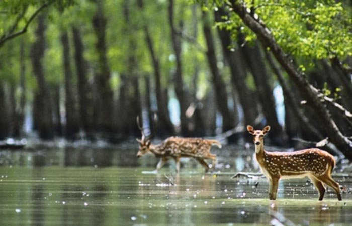 sundarban-1-day-tour